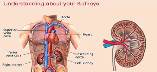 Understanding your kidneys and what they do